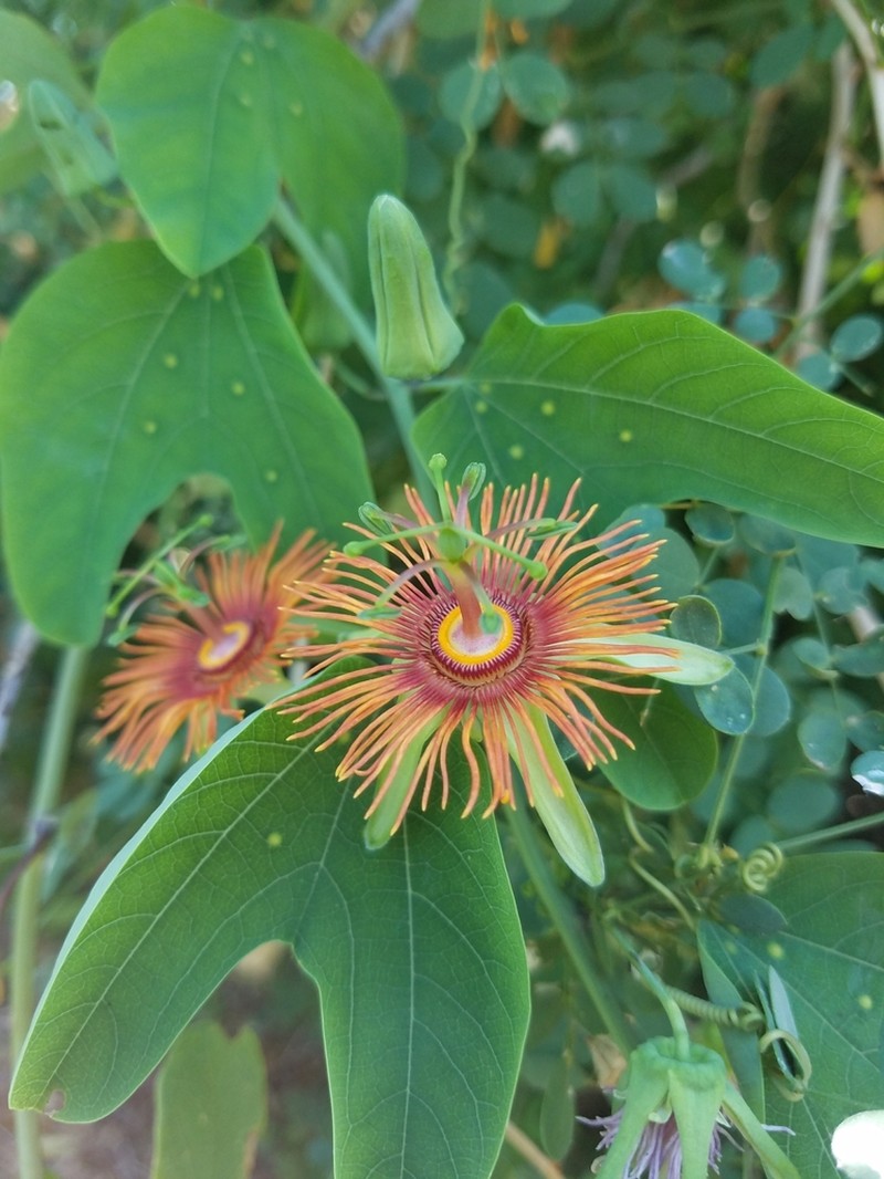 Mexican Passionflower photo 2