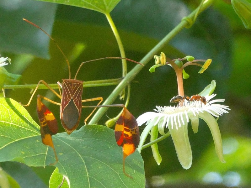 Mexican Passionflower photo 4