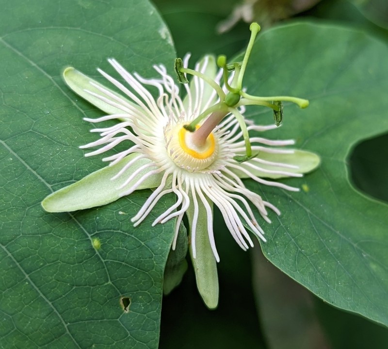Mexican Passionflower photo 5