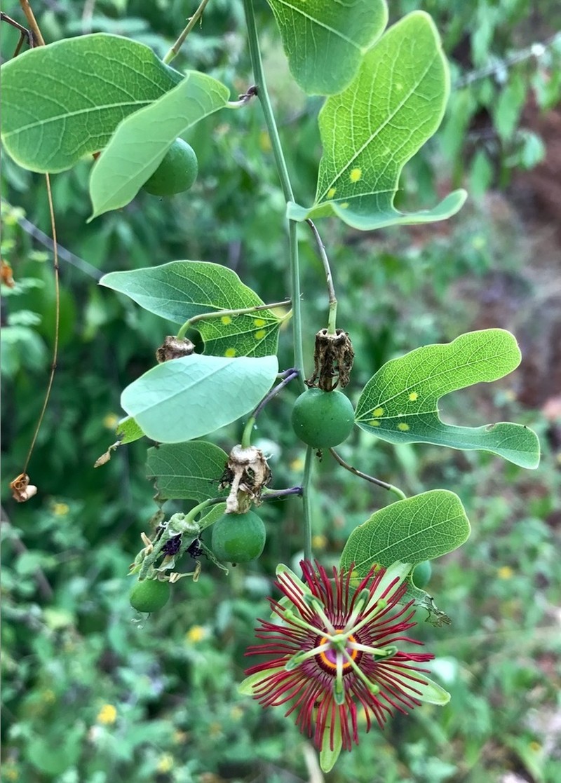 Mexican Passionflower photo 6