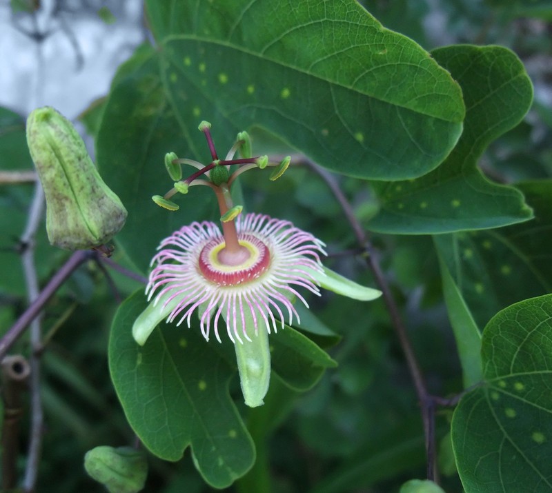 Mexican Passionflower photo 7