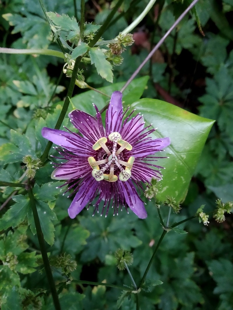 Passiflora mistratensis