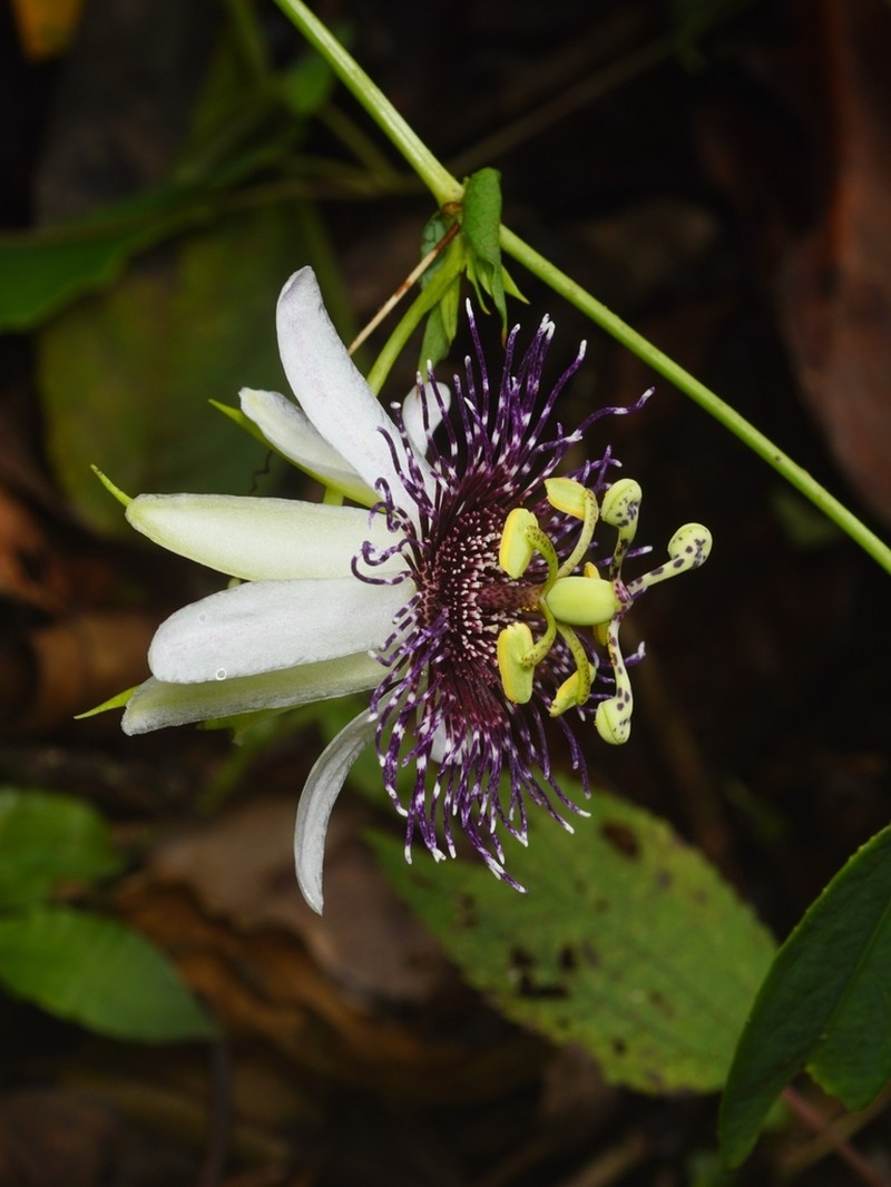 Passiflora mistratensis photo 2