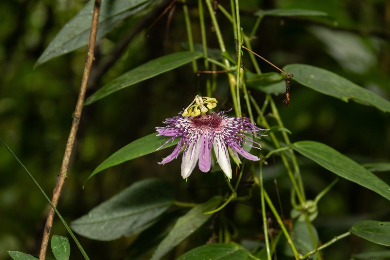 Passiflora mistratensis photo 3