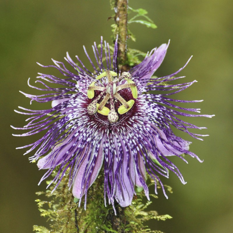 Passiflora mistratensis photo 4