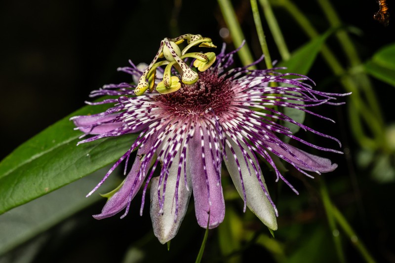 Passiflora mistratensis photo 5