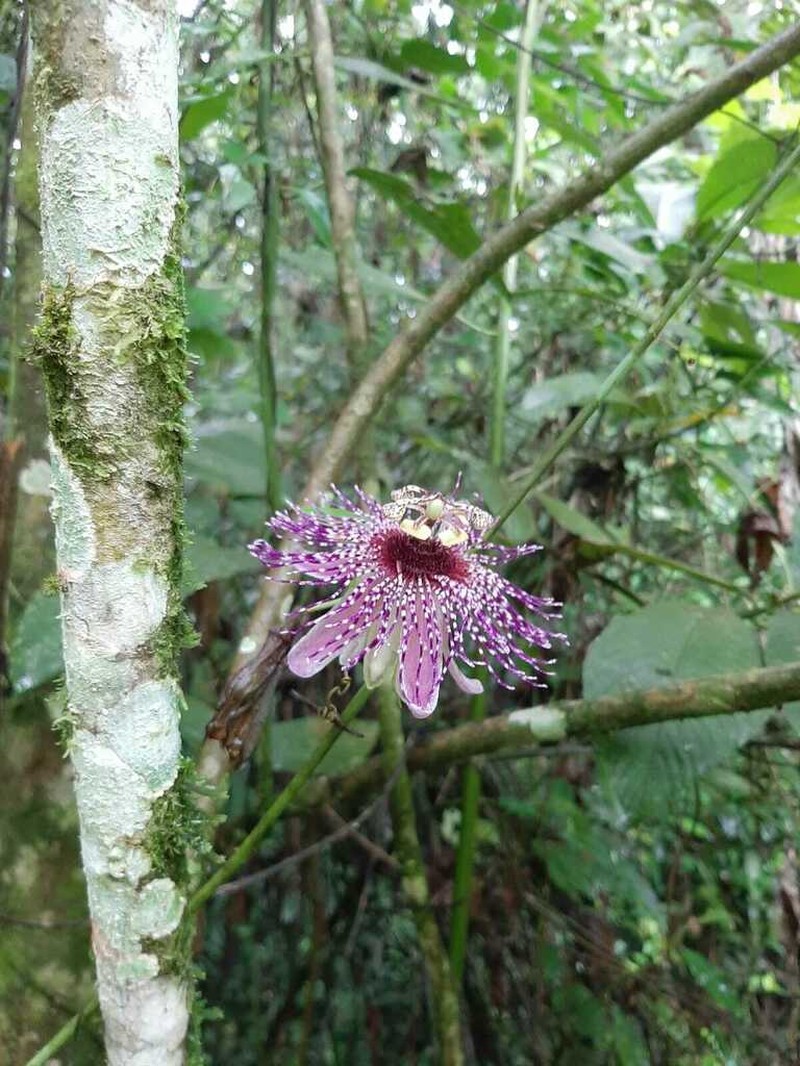 Passiflora mistratensis photo 6