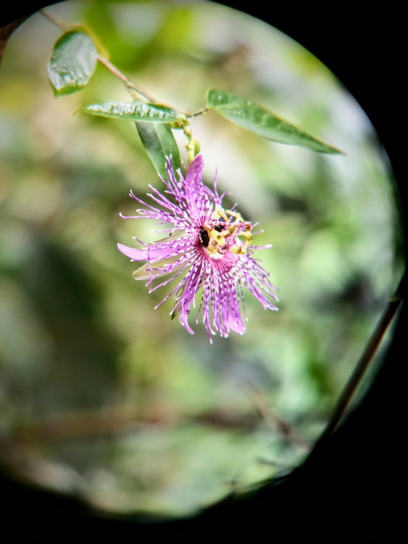 Passiflora mistratensis photo 7