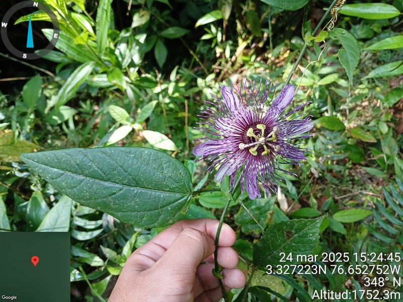 Passiflora mistratensis photo 8