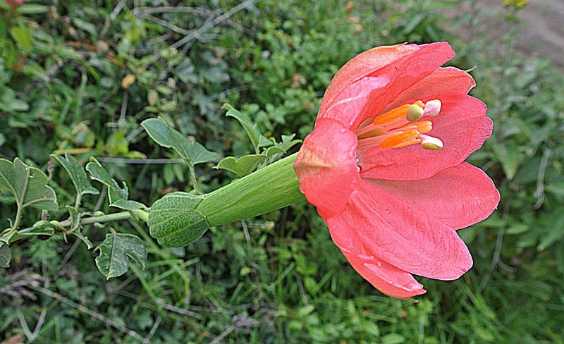 Passionflower