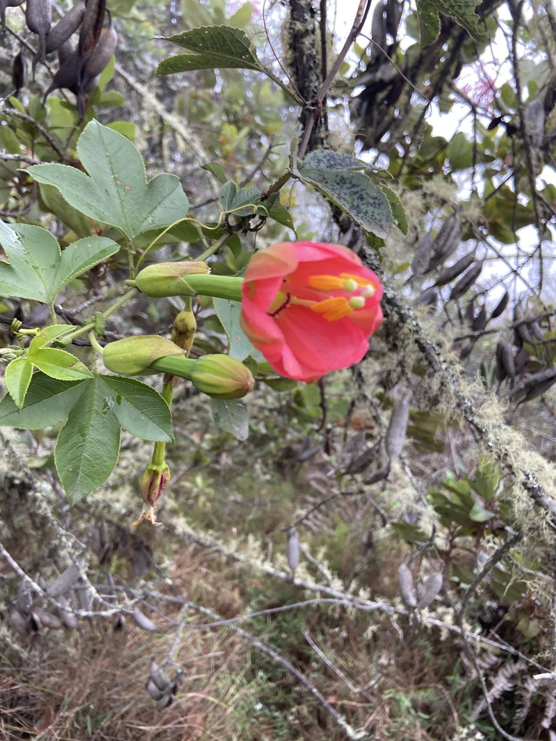 Passiflora mixta var. mixta
