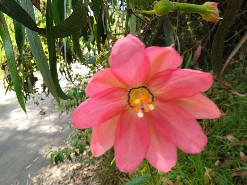 Passiflora mixta var. mixta photo 2