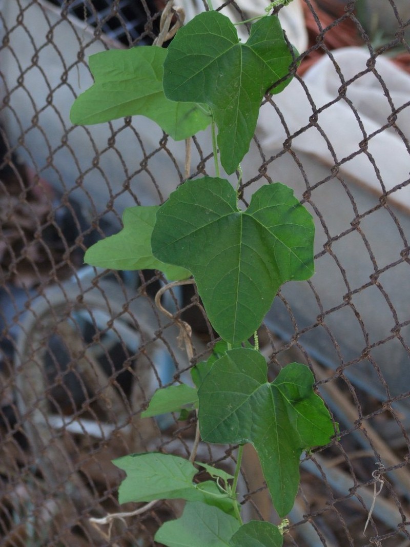 Woodland Passionflower photo 2