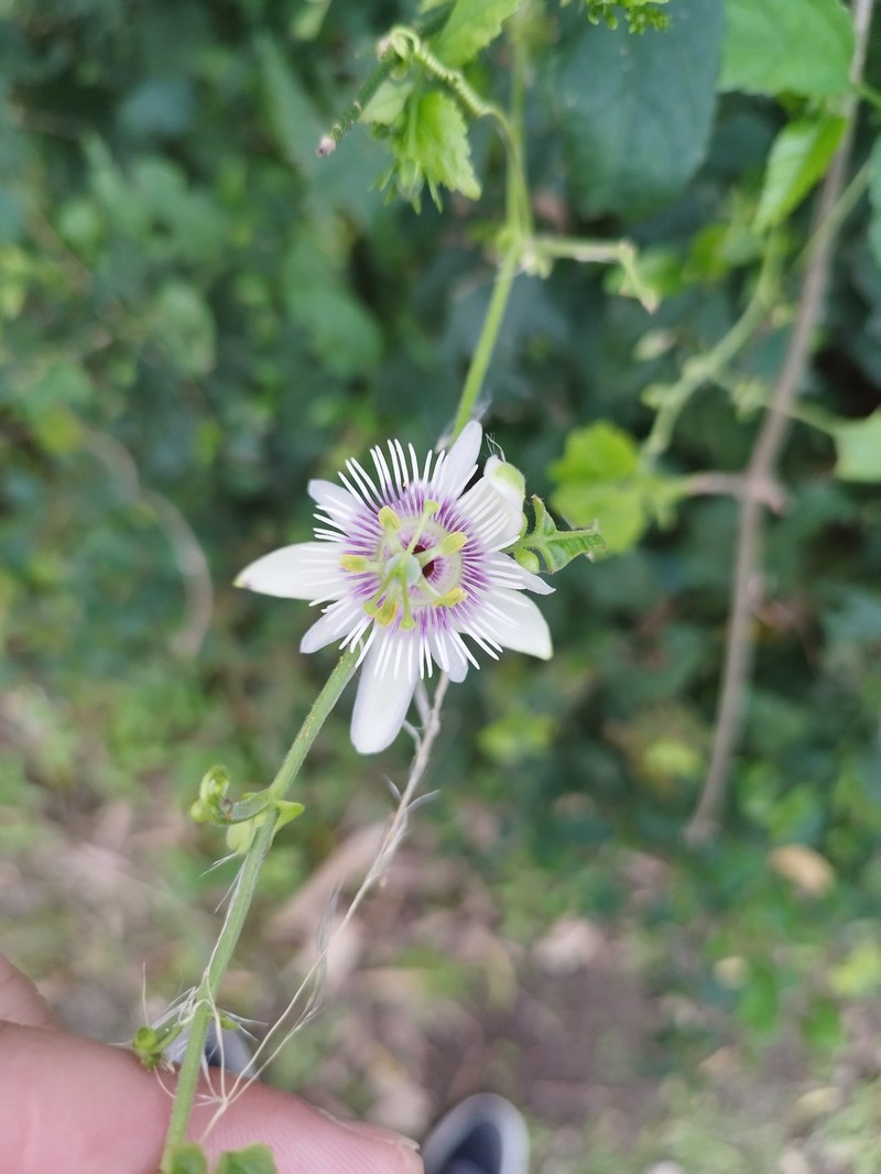 Woodland Passionflower photo 4