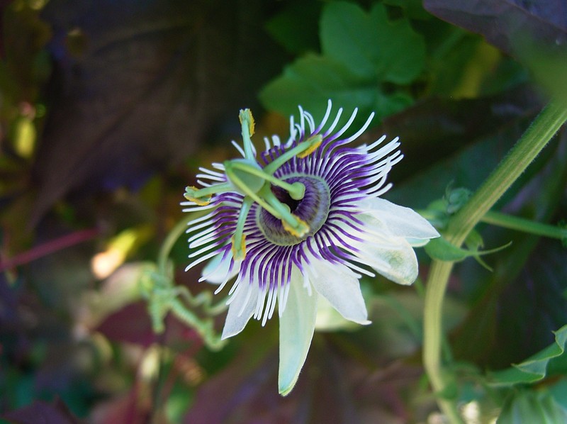 Woodland Passionflower