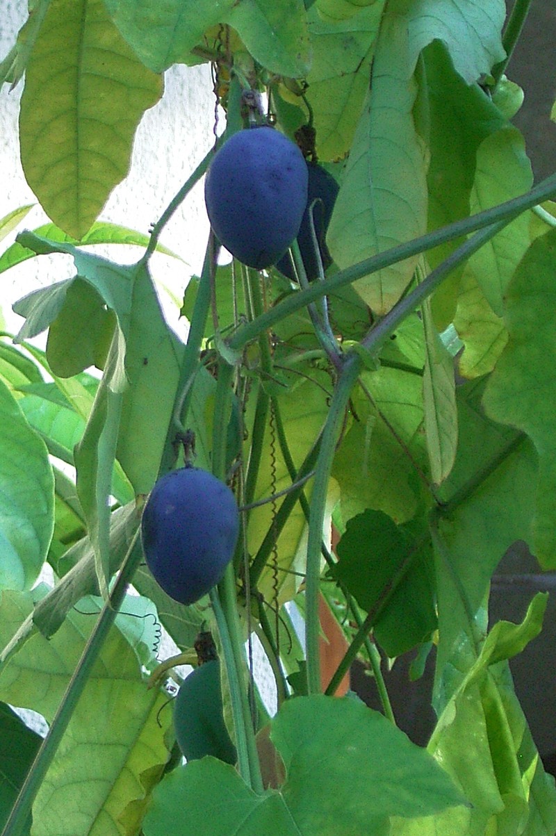 Woodland Passionflower photo 5