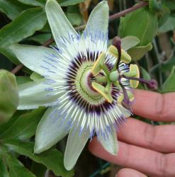 Woodland Passionflower photo 6