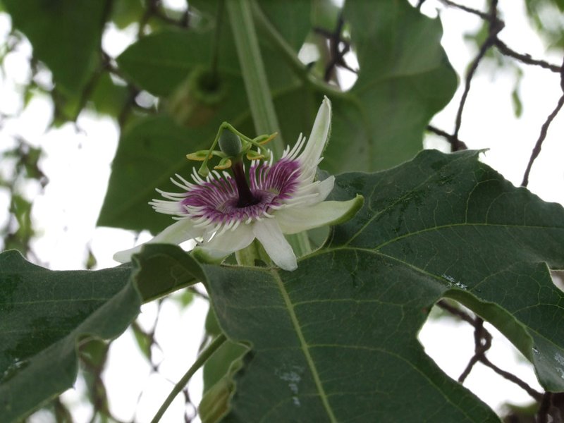 Woodland Passionflower photo 7