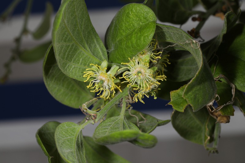 Whiteflower Passionflower