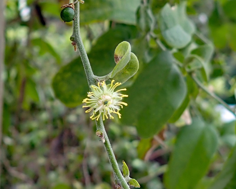 Whiteflower Passionflower photo 5