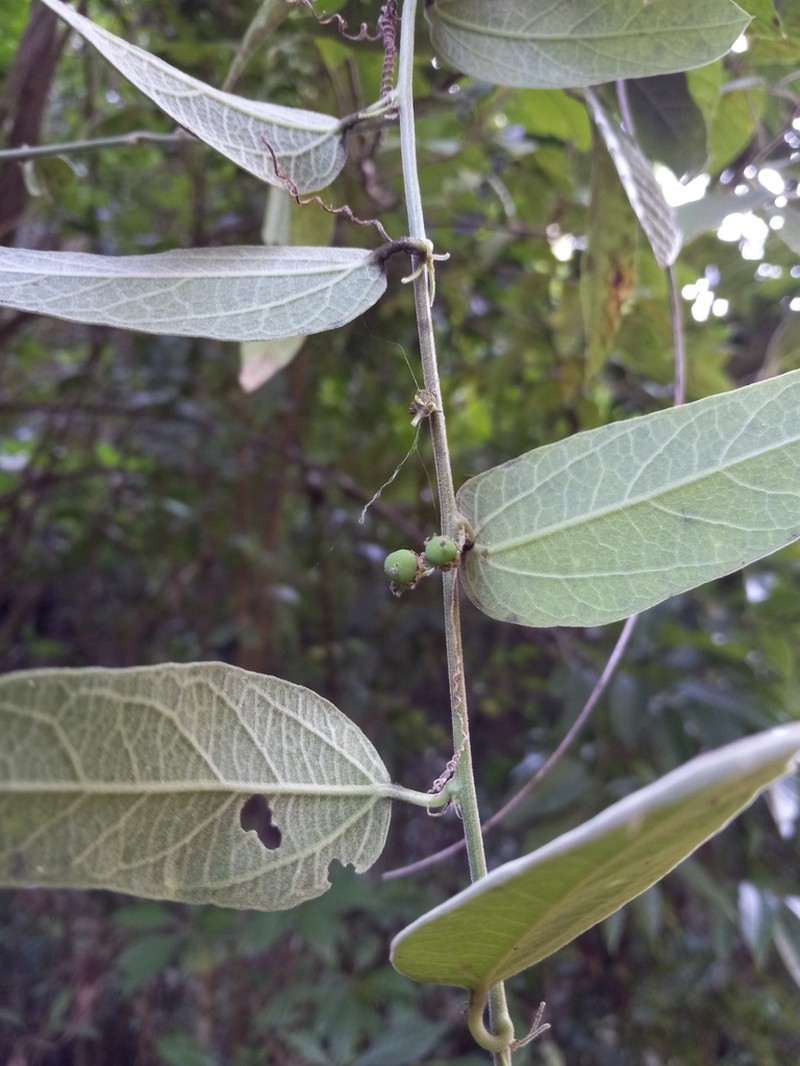 Whiteflower Passionflower photo 6