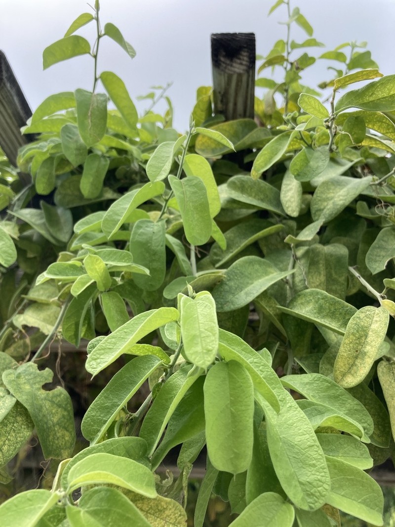 Whiteflower Passionflower photo 7