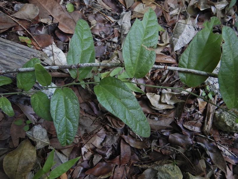Whiteflower Passionflower photo 8