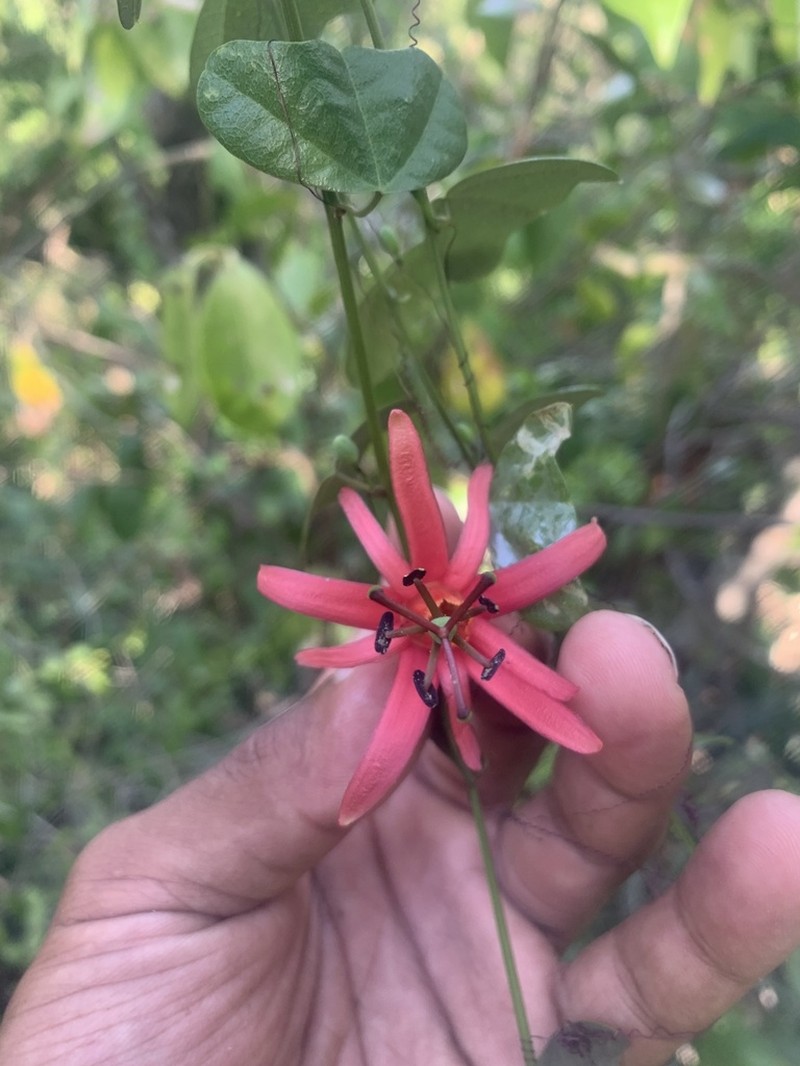 Virgin Island Passionflower photo 2
