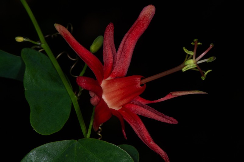 Virgin Island Passionflower photo 3