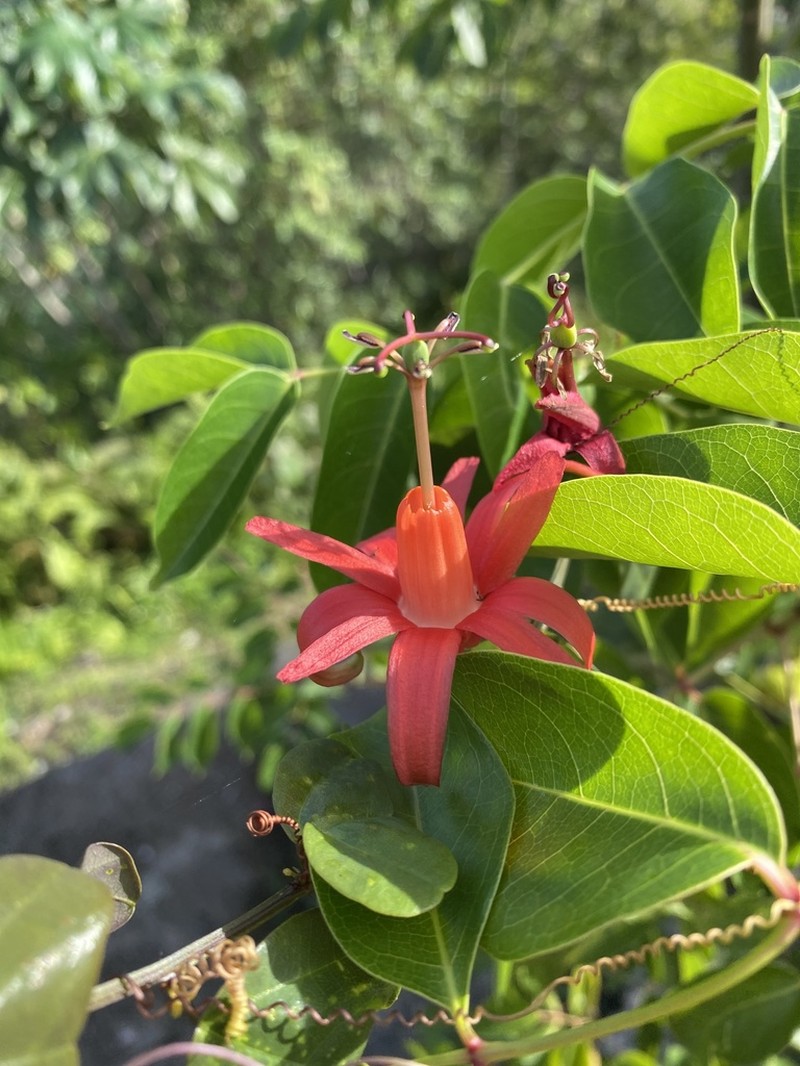 Virgin Island Passionflower photo 4