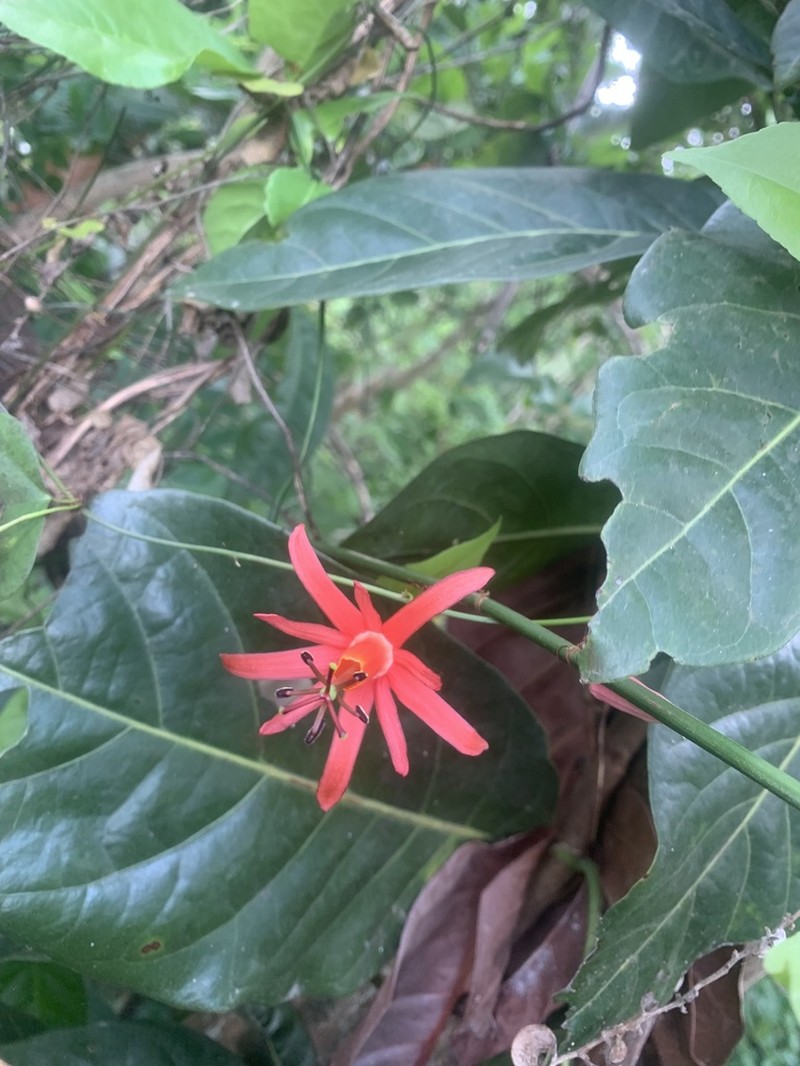 Virgin Island Passionflower photo 5