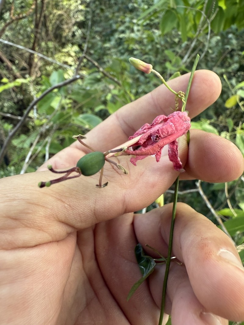 Virgin Island Passionflower photo 6