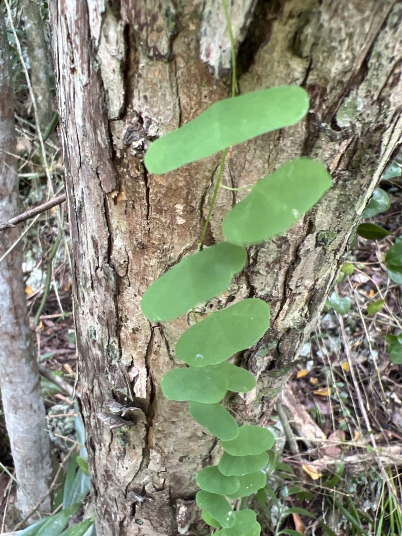 Virgin Island Passionflower photo 7