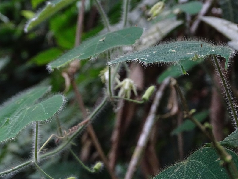Passiflora nana photo 3