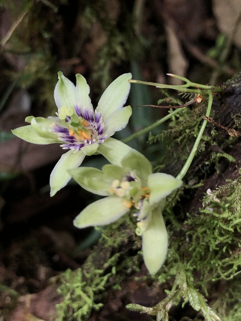 Passiflora nebulosae