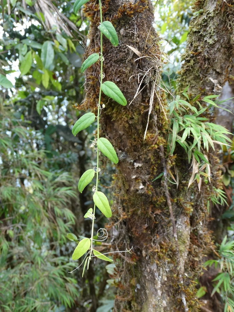 Passiflora nebulosae photo 2