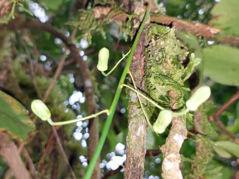 Passiflora nebulosae photo 3