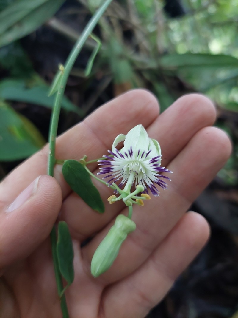 Passiflora nebulosae photo 5