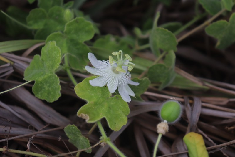 Passiflora oaxacana
