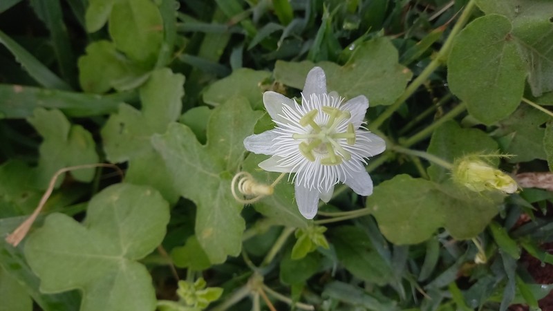 Passiflora oaxacana photo 2