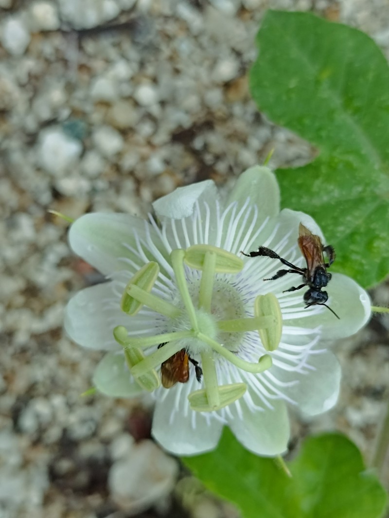 Passiflora oaxacana photo 3