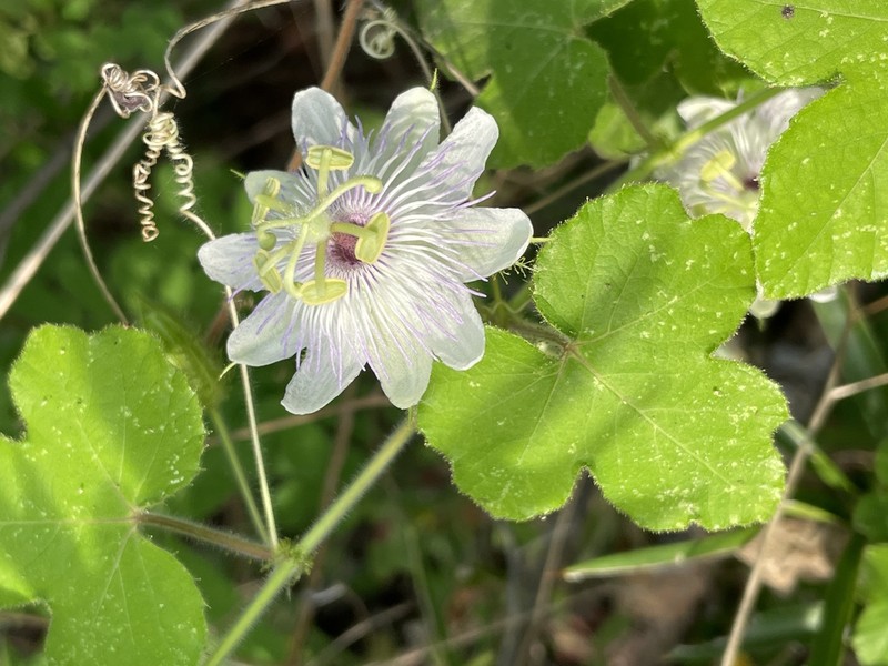 Passiflora oaxacana photo 4