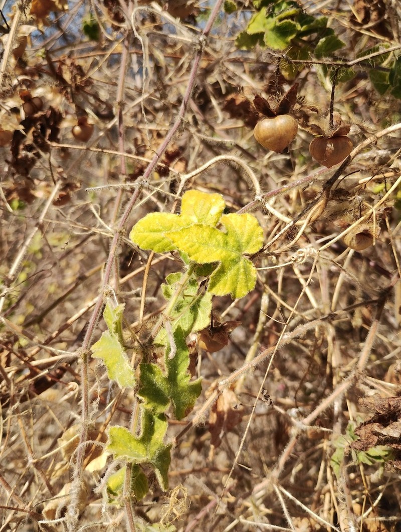 Passiflora oaxacana photo 7