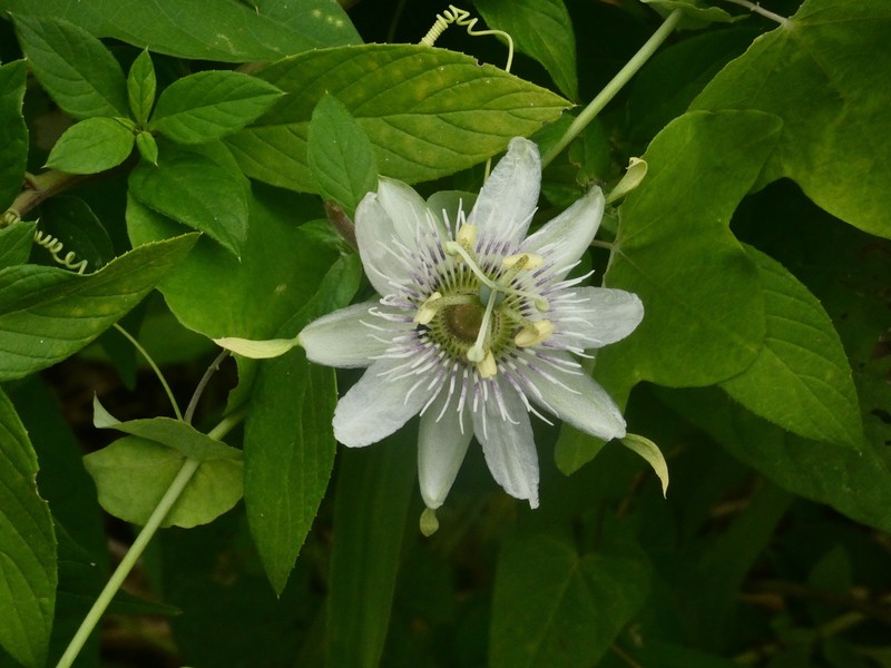 Pineland Passionflower