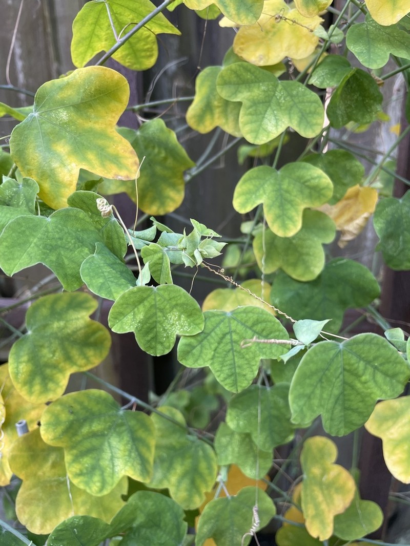 Pineland Passionflower photo 2