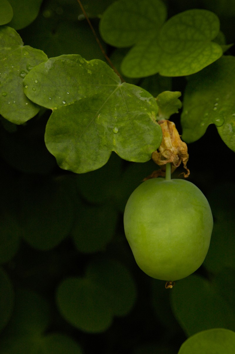 Pineland Passionflower photo 3