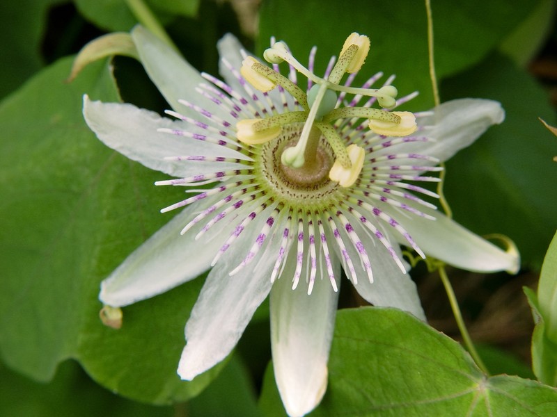 Pineland Passionflower photo 7