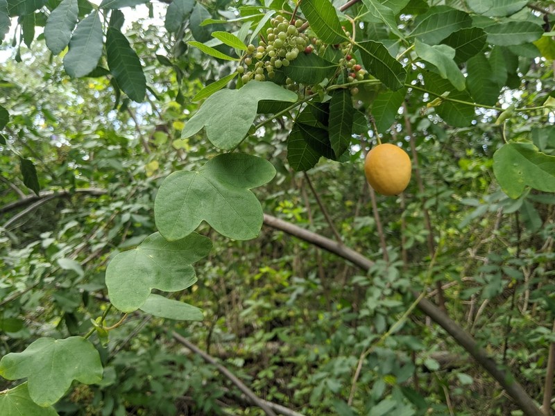 Pineland Passionflower photo 8