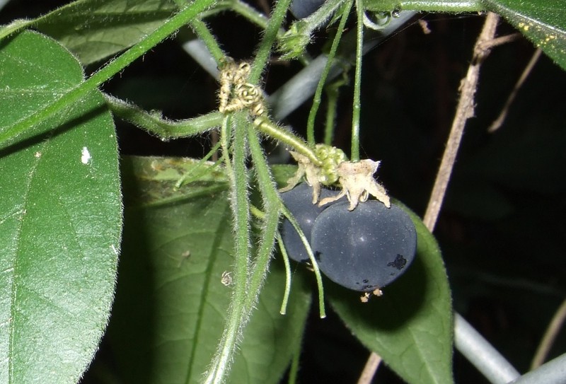 Corkystem Passionflower photo 2