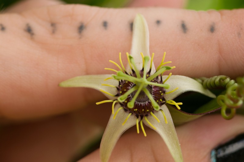 Corkystem Passionflower photo 3
